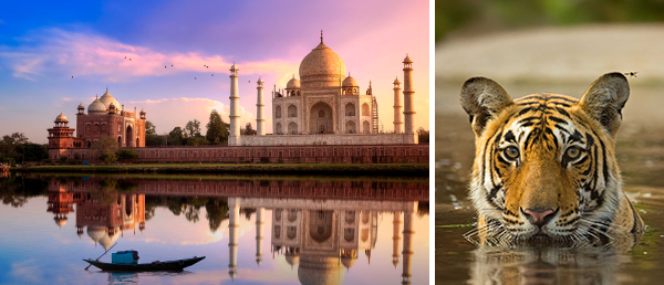 2 Bilder: Taj Mahal & Tiger schaut aus dem Wasser.