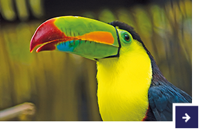 Der farbenfrohe Tukan-Vogel.