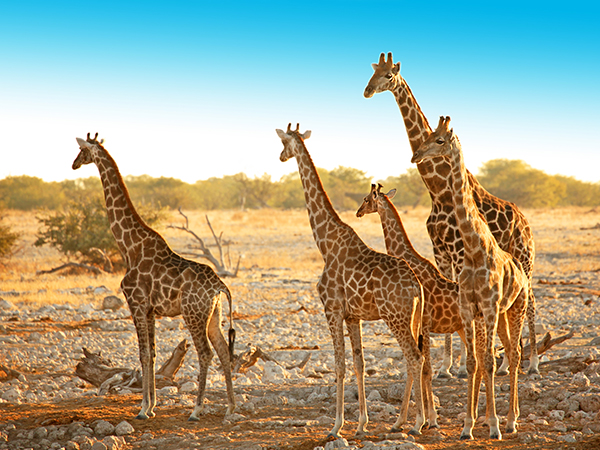 Giraffen im Etosha-Nationalpark.
