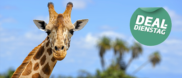 Giraffe schaut in die Kamera