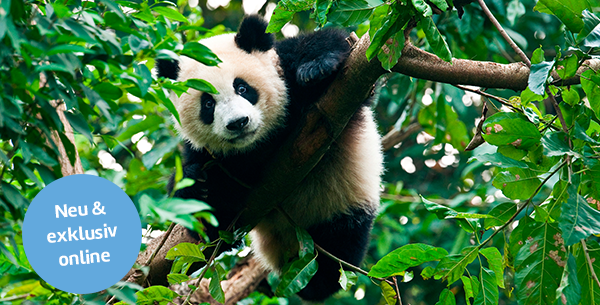 Ein Panda hängt im Baum.