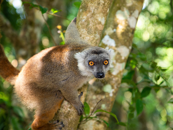 Ein Lemur im Regenwald.