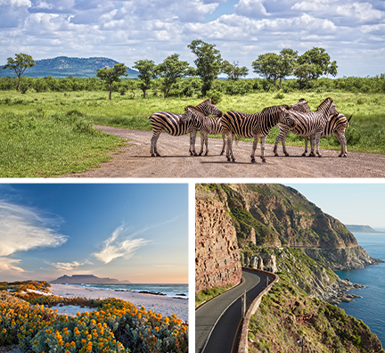 Bild-Collage: Zebras im Krüger Nationalpark, Blick auf Strand und Berg von Kapstadt und Küstenstraße mit Meer.