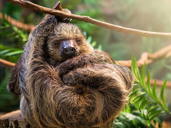 Costa Rica: Naturwunder und exotische Tiere