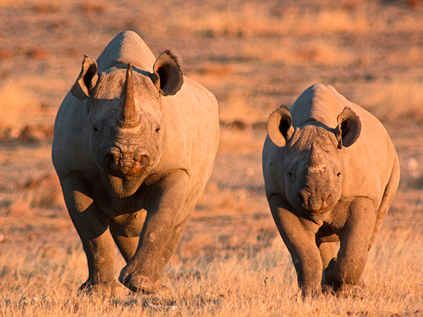 Namibias Tierwelt, Mythen und Wüsten erleben