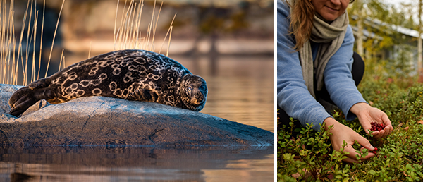 2 Bilder: Saimaa-Ringelrobbe und Frau sammelt Beeren im Wald.