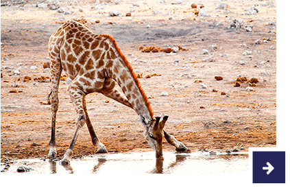 Giraffe trinkt Wasser.