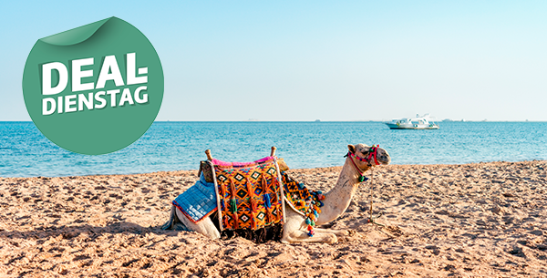 Ein Kamel liegt am Strand in Safaga.