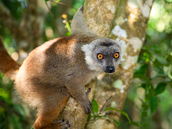 Lemur im Regenwald.