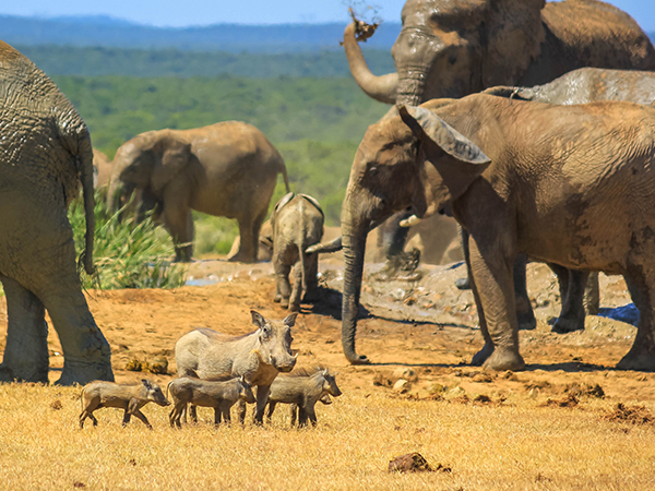 Elefanten im Addo Elefanten Nationalpark.