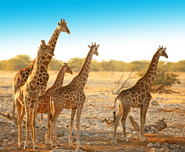 Rundreise Namibia
