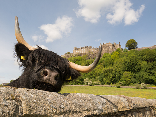 Kuh vor Stirling Castle.