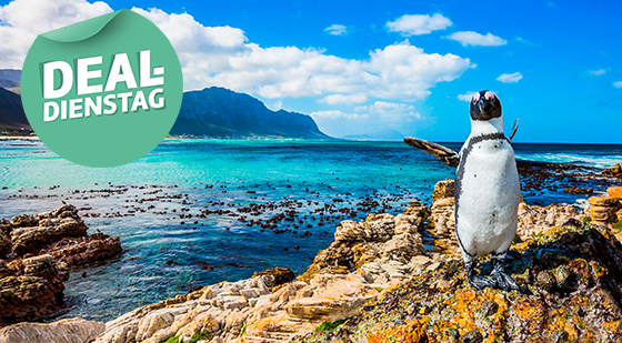 Ein Pinguin, der in Simon's Town auf Klippen steht. Im Hintergrund sind weitere Klippen und türkisfarbendes Wasser zu sehen.