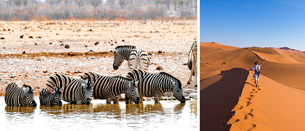 Bild-Collage: Zebras im Etosha Nationalpark und Frau läuft über die Dünen der Wüste Namib.