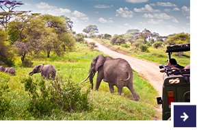 Auf Safari im Nationalpark.