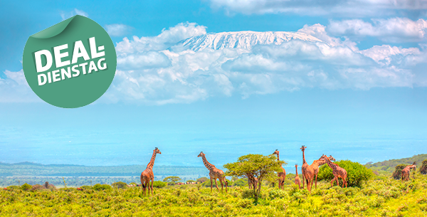 Giraffen im Amboseli Nationalpark