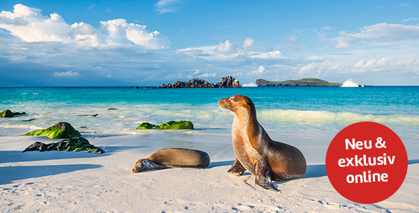 Zwei Seehunde auf den Galapagos-Inseln.