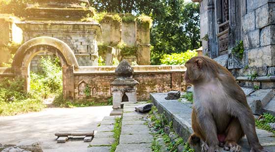 kleiner Affe in antiker Tempelanlage in Asien