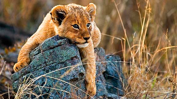 Baby-Löwe liegt auf einem Steinbrocken.