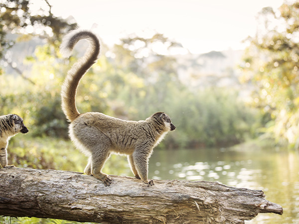 Ein Lemur im Regenwald.