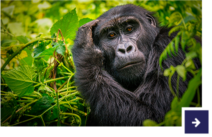 Gorilla in Uganda.