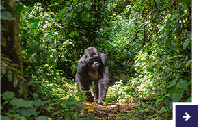 Uganda - Tierwelt im Herzen Afrikas erkunden
