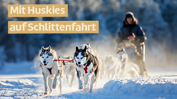 Auf Schlittensafari in Schweden
