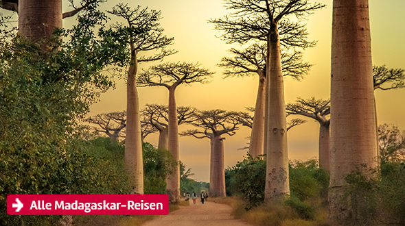 Alle Reisen nach Madagaskar.