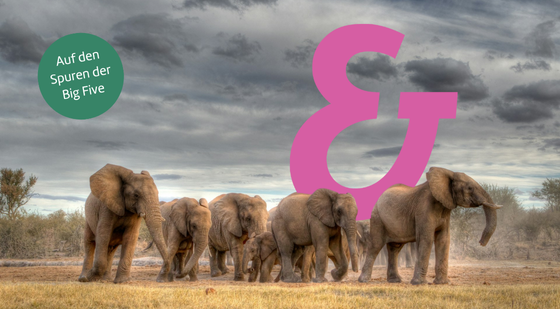 Blick auf eine Herde von Elefanten. Im Hintergrund ist das Berge & Meer Logo in pinker Farbe zu sehen. Text Stopper: Auf den Spuren der Big Five.