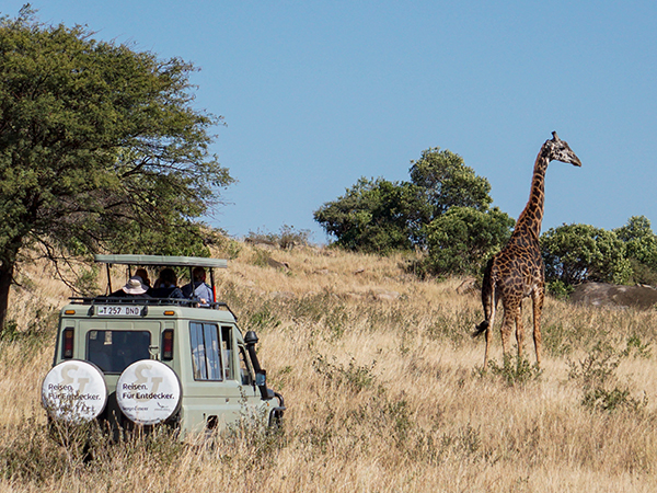 Auf Safari: Auto steht vor Giraffe.