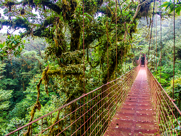 Hängebrücke im Nebelwald Monteverde.