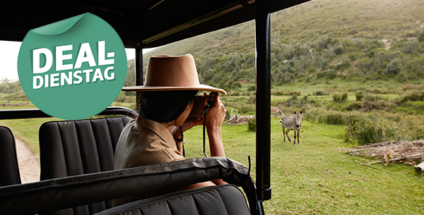 Eine Frau sitzt in einem Geländewagen und fotografiert Zebras in Südafrika.