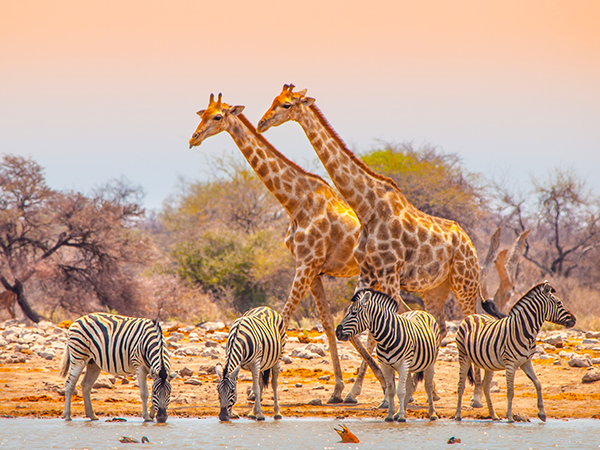 Griaffen und Zebras