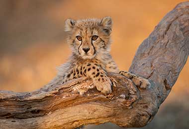 Leoparden-Baby liegt auf einem Baum.