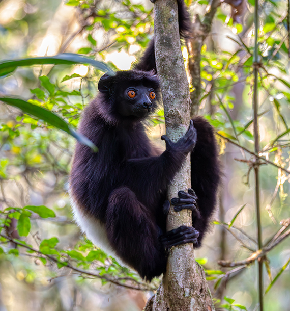 Madagaskar: Black Lemur Camp