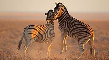 Zwei Zebras.