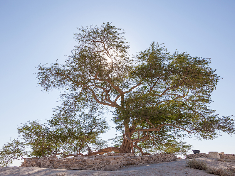 Baum des Lebens in Bahrain.
