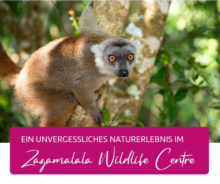 Ein unvergessliches Naturerlebnis im Zazamalala Wildlife Centre.