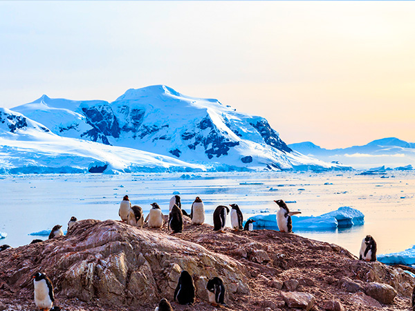 Pinguine in der Antarktis.