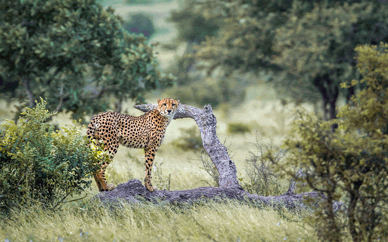Alle Reisen mit Safari.